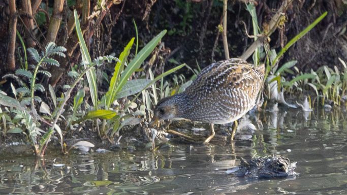 Spotted Crake at the Water’s Edge Spotted Crake feeding at the edge of shallow water