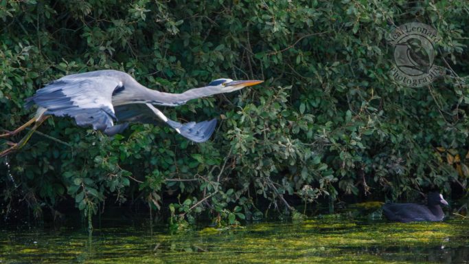 Into Steady Flight A grey heron in flight over a green, lush marsh area.