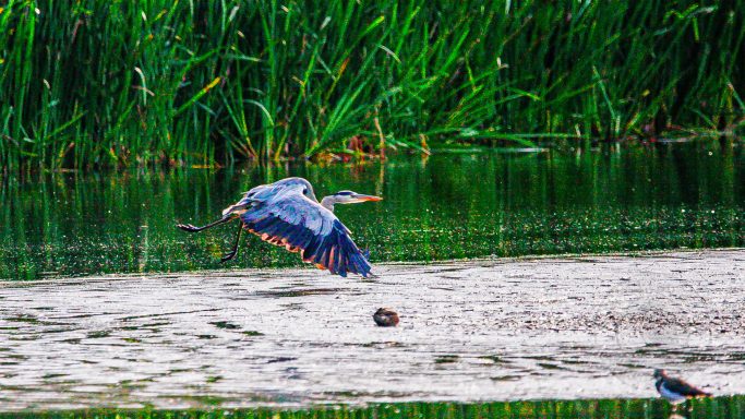 Wings at Full Stretch — Ardea cinerea A heron flying over a calm water surface amid green vegetation.