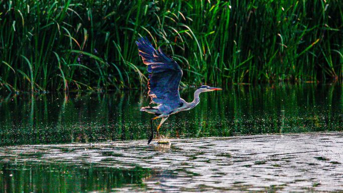 Rising with Grace — Ardea cinerea A heron taking off over a calm body of water, surrounded by tall green grass.