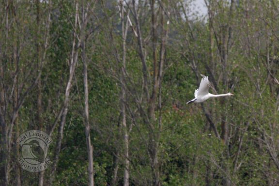 Curved Wing Position A white bird flying over a forested area in spring.