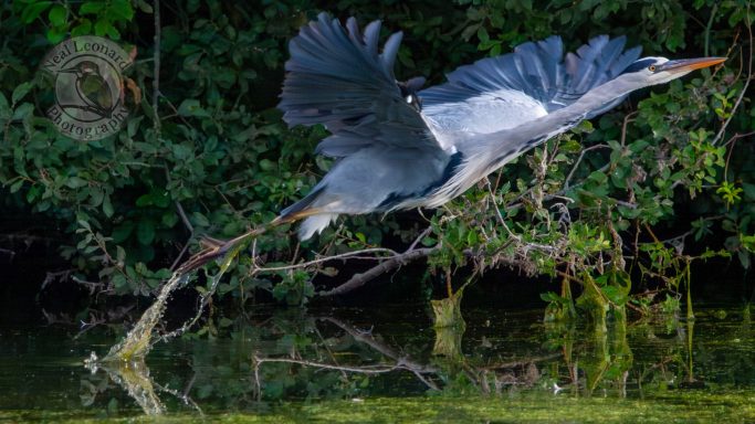Breaking the Surface A heron in flight over water, wings spread against a lush green background.