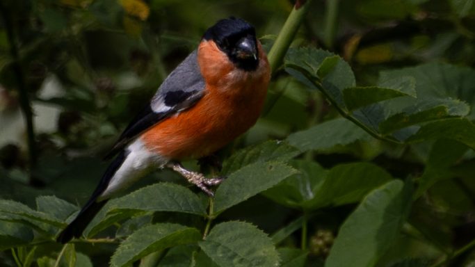 Male Bullfinch Amongst the Leaves Male Bullfinch perched amongst green leaves showing its bright red breast