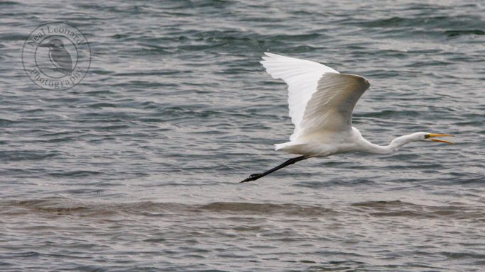 Wings Wide and Strong A heron flying over water with a soft ripple.