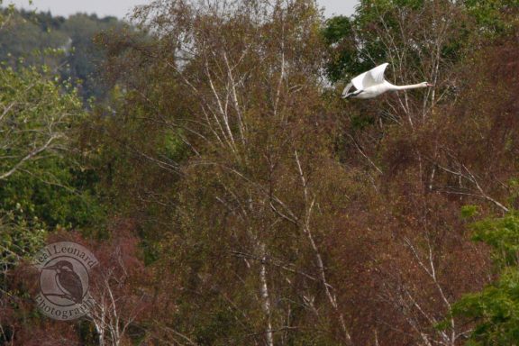 In Full Glide A white bird in flight above a forested area with green and brown trees.