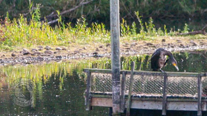 A heron standing on a wooden dock by a calm, reflective water surface.