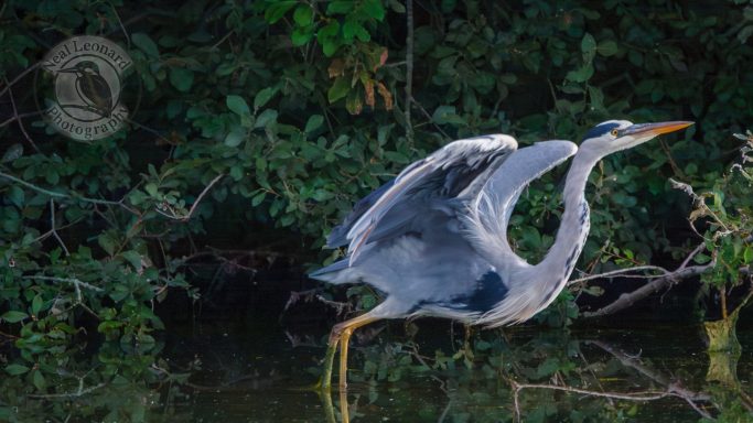 Powerful Push-Off A grey heron in flight over a lush green background.