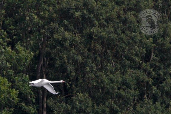 Neck Outstretched A swan gliding gracefully over a lush, green forest.