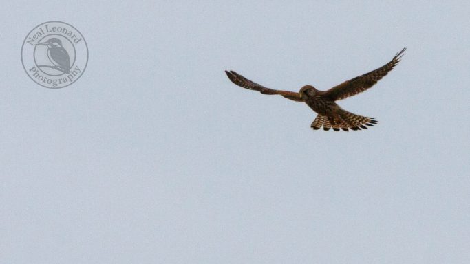 Hovering Kestrel