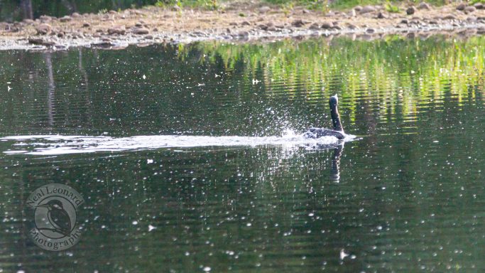 A bird swimming on calm water with ripples around it.