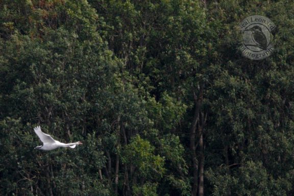 Wings Fully Extended A white bird flying over a dense green forest.