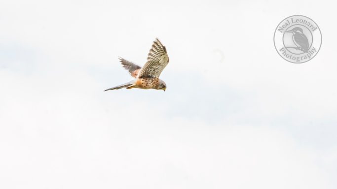 Kestrel Banking in the Wind