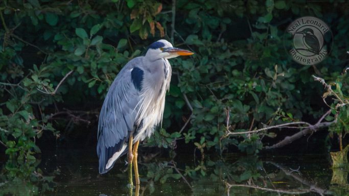 Focused Gaze A grey heron stands on one leg by a serene waterway, surrounded by greenery.