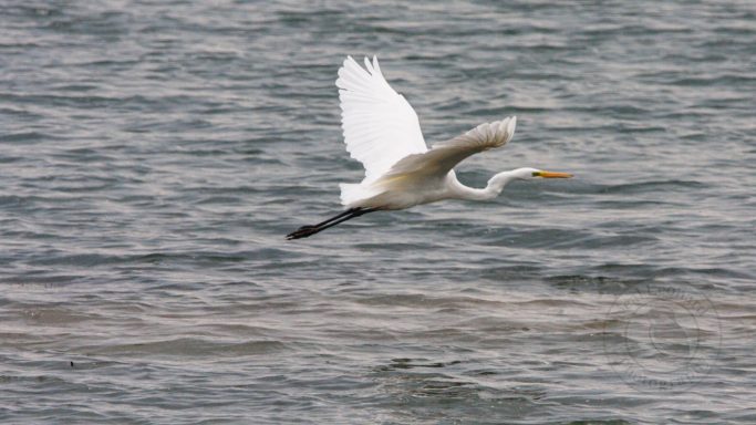 Low Over the Surface A white heron flying gracefully over a body of water.