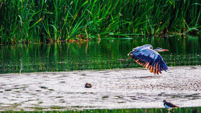 Poised in the Air — Ardea cinerea A heron flying over a tranquil water surface amidst lush greenery.