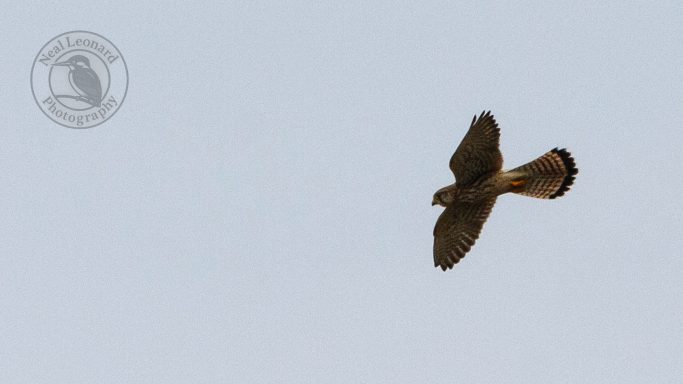 Glide Towards the Ground