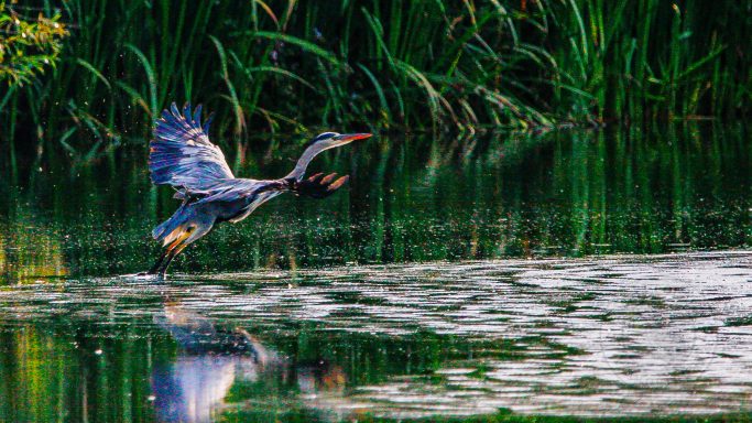 Take-off Begins — Ardea cinerea A heron takes flight over a tranquil water surface with green vegetation in the background.