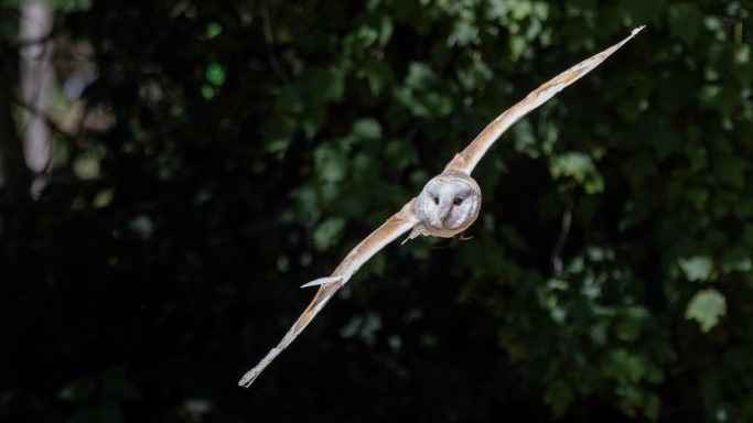 Owl in Flight Owl flying directly towards the camera against a dark woodland background