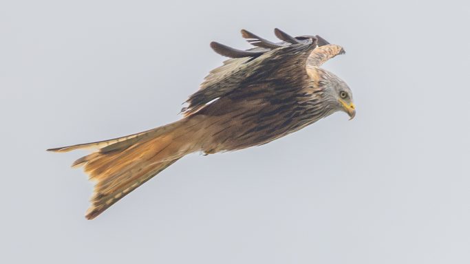 Red Kite in Flight Red Kite soaring in flight with its distinctive forked tail visible
