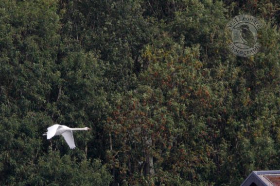Flight Against the Trees A white bird flying above trees in a natural setting.