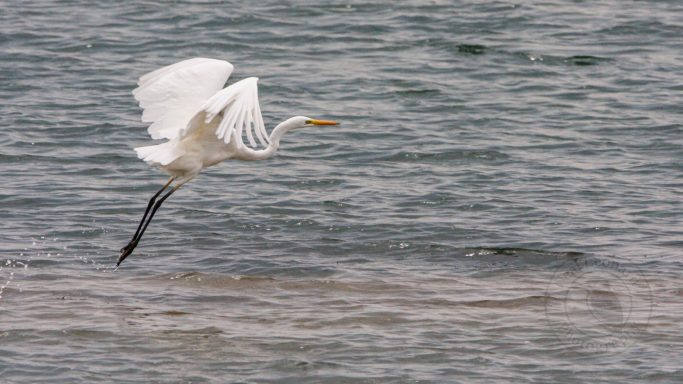 Rising from the Water A white heron in flight over a rippling body of water.
